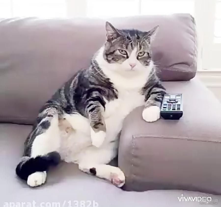 عکس گربه بامزه متعجب با ژست پرسشگر