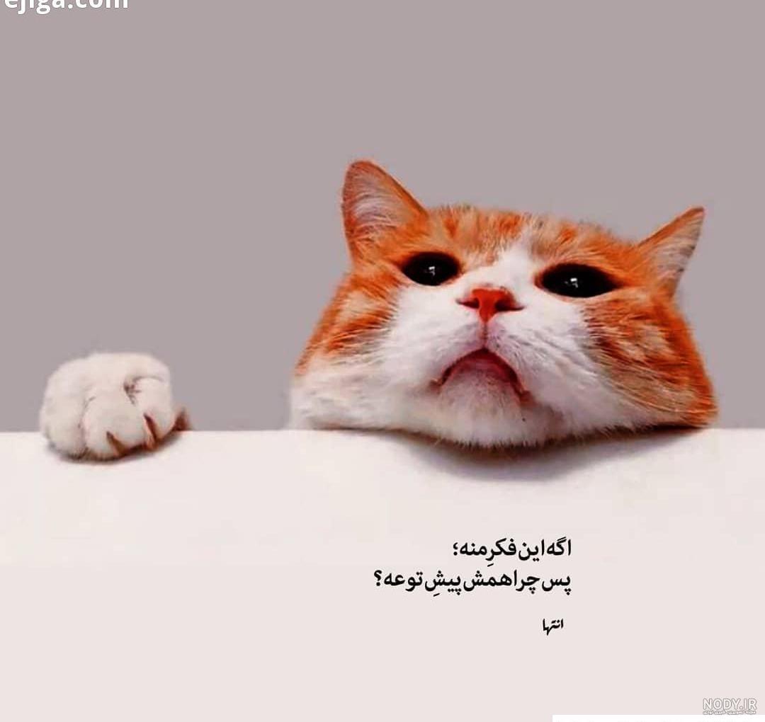 عکس گربه برای پروفایل خفن و با کیفیت برای دختر خانم ها