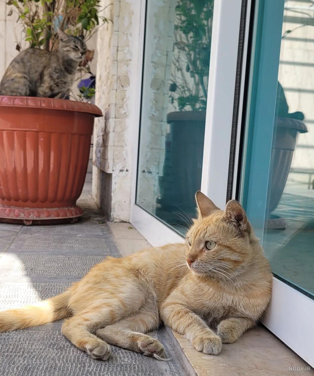 عکس گربه در حیاط