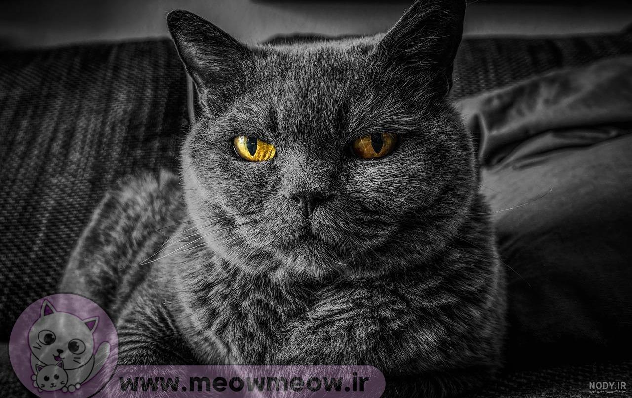 عکس گربه خیلی گوگولی - عکس نودی عکس گربه خیلی گوگولی - عکس نودی