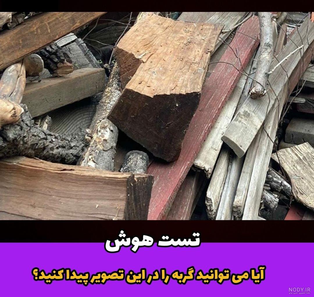 عکس گربه را پیدا کنید - عکس نودی عکس گربه را پیدا کنید - عکس نودی