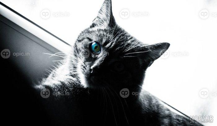 عکس گربه رنگ سیاه و سفید
