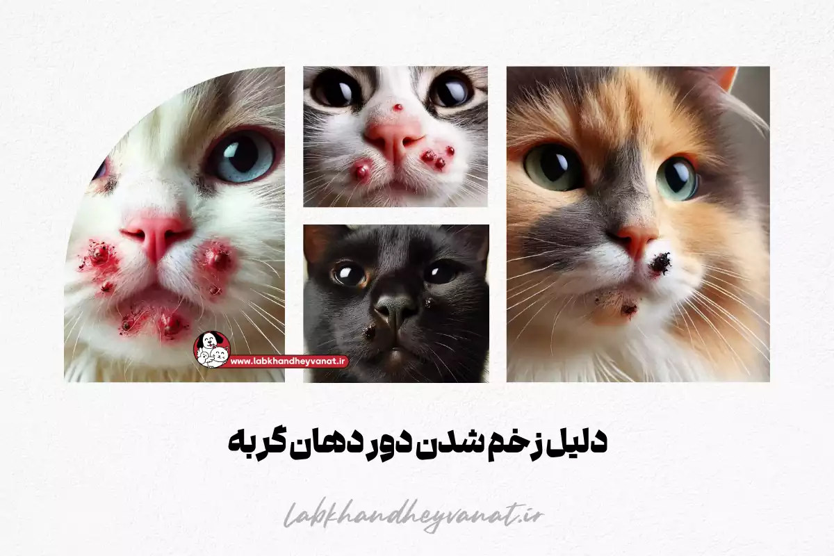 عکس گربه زخمی - عکس نودی عکس گربه زخمی - عکس نودی