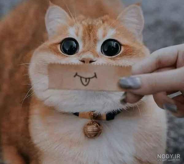 عکس گربه شاخدار عکس گربه شاخدار