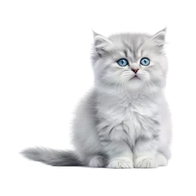 عکس گربه شیطون - عکس نودی