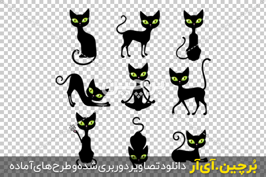 عکس گربه ناز عکس گربه ناز