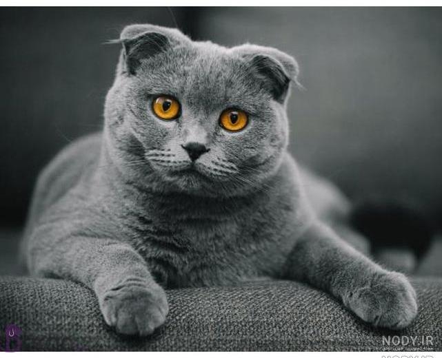 عکس گربه پرشین طوسی - عکس نودی