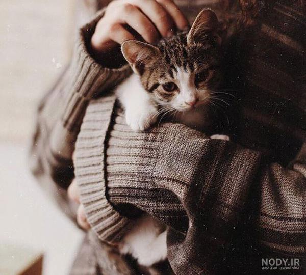 عکس گربه پروفایل دخترونه