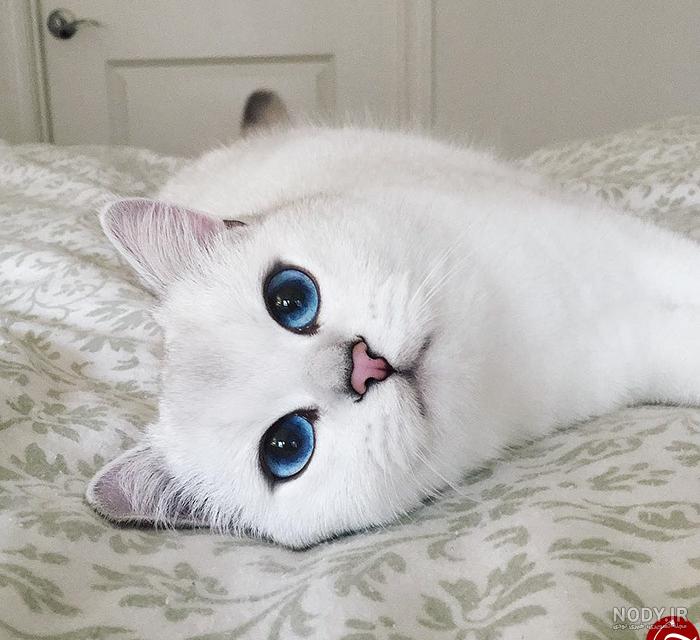 عکس گربه چشم آبی پشمالو