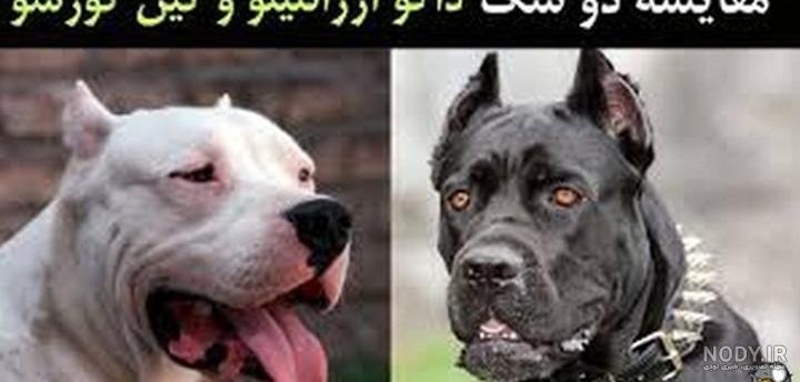 قیمت و خرید توله های کن کورسو + مشخصات | پیندو