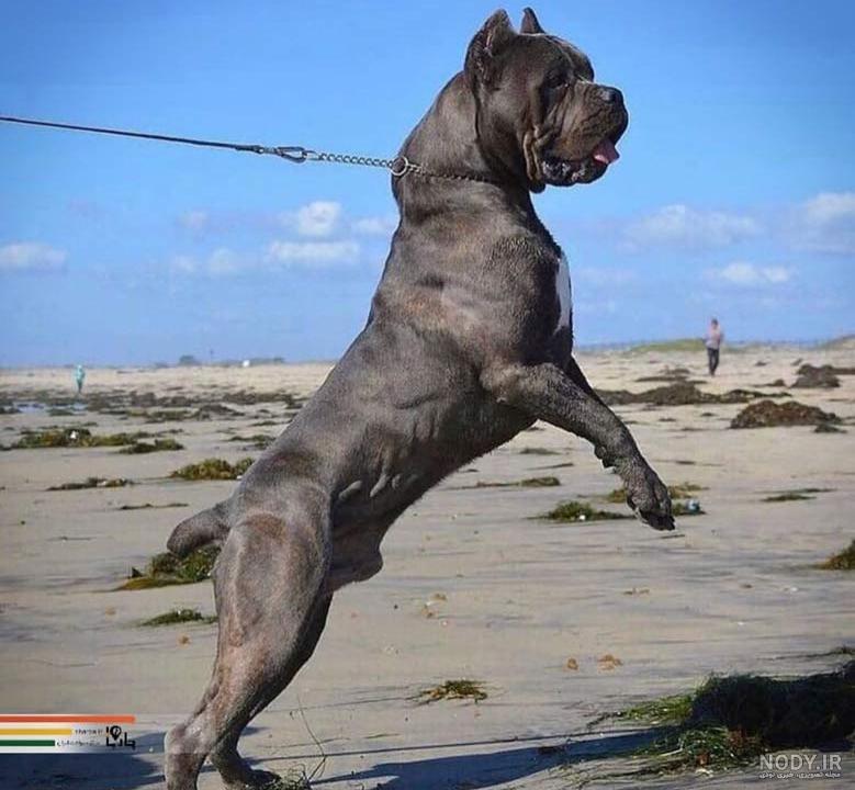 مشخصات کامل، قیمت و خرید نژاد سگ کین کورسو (Cane Corso) | پت راید مشخصات کامل، قیمت و خرید نژاد سگ کین کورسو (Cane Corso) | پت راید