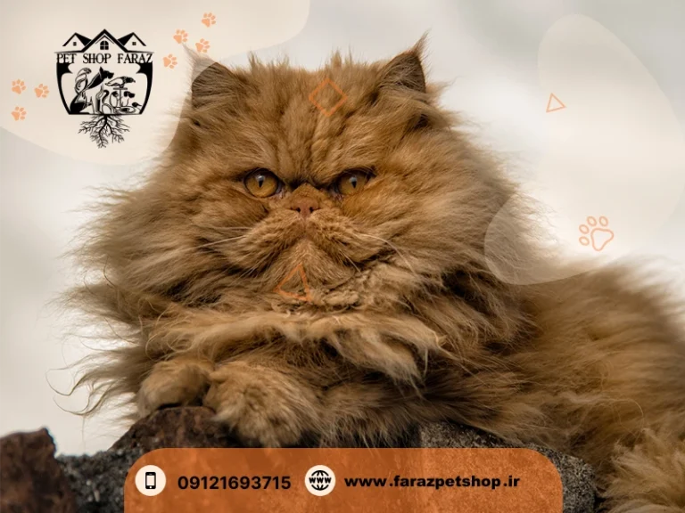مشخصات کامل، قیمت و خرید نژاد گربه پرشین (Persian) | پت راید