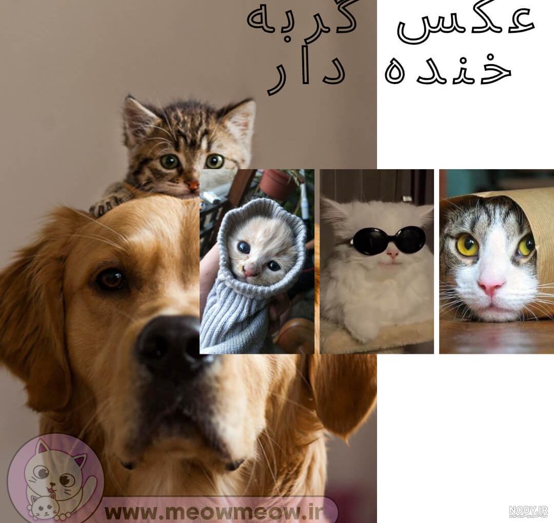 مشرق نیوز - عکس/ سلفی جالب گربه با سگ‌ها