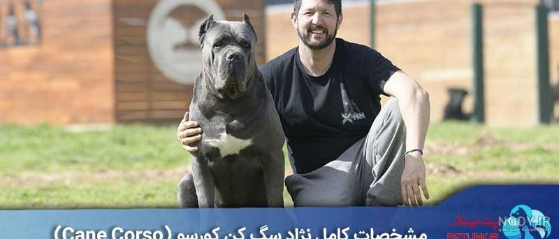 معرفی نژاد سگ کین کورسو - Cane Corso - پت سانی