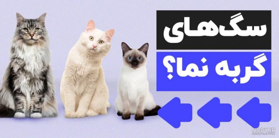 معرفی کامل «گربه رگدال»| (خرس عروسکی ساکت و بغلی) معرفی کامل «گربه رگدال»| (خرس عروسکی ساکت و بغلی)