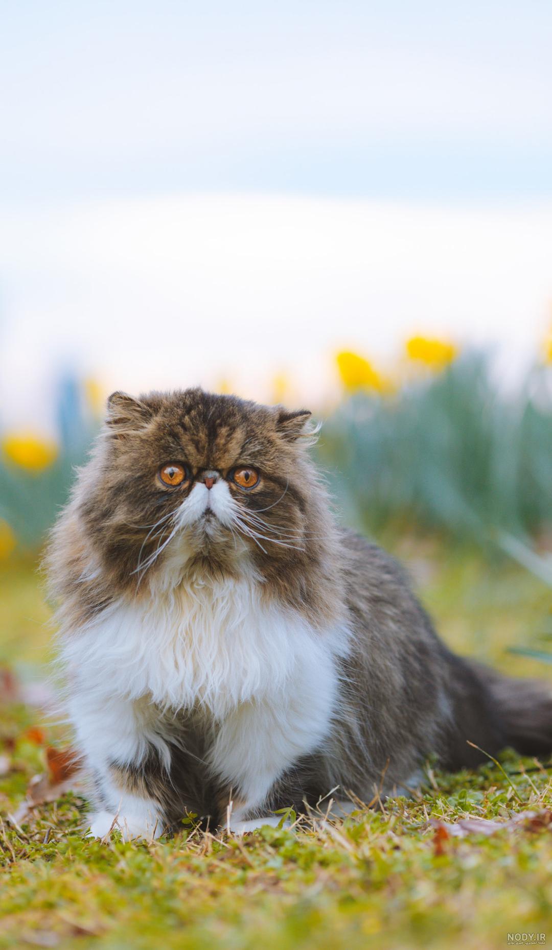 معرفی کامل گربه نژاد پرشین یا Persian Cat | پت فا