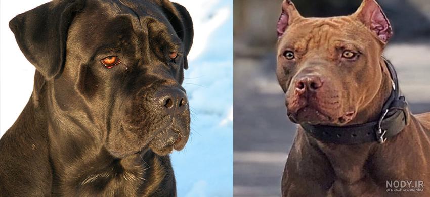 نژاد سگ کن کورسو (Cane Corso) عکس و ویدیو نژاد سگ کن کورسو (Cane Corso) عکس و ویدیو