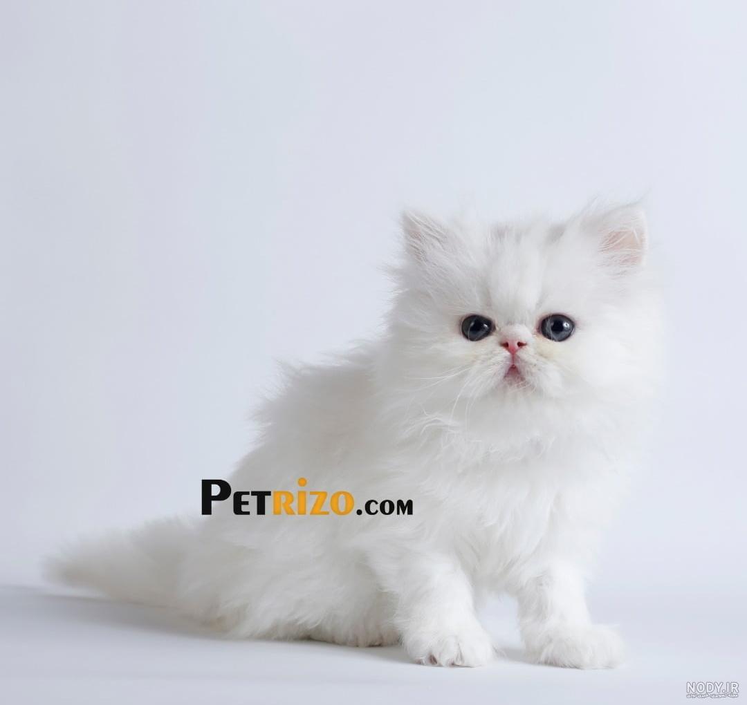 نژاد گربه پرشین ((Persian)) عکس و ویدیو