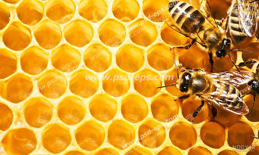 کاردستی زنبور عسل با رنگ آمیزی و تصویر مراحل