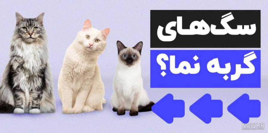 گران‌ترین نژادهای گربه در جهان