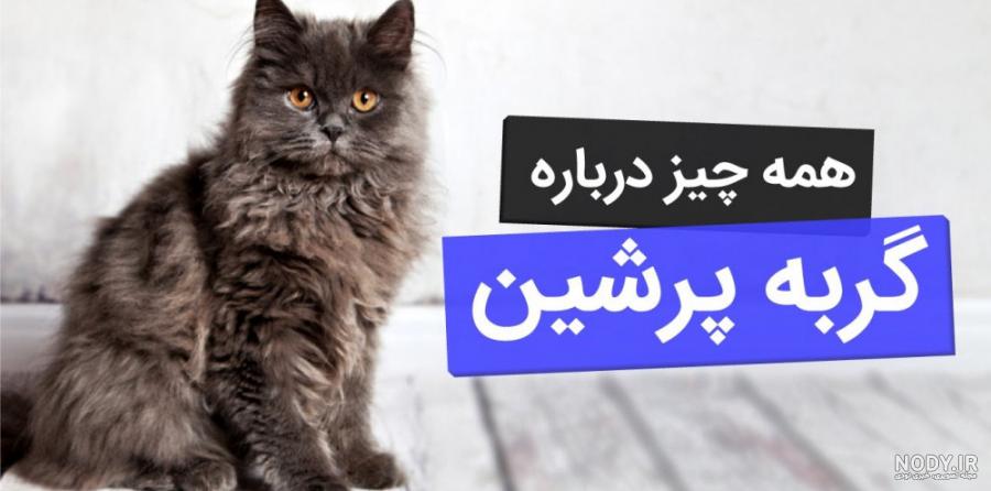 گربه ایرانی - ویکی‌پدیا، دانشنامهٔ آزاد