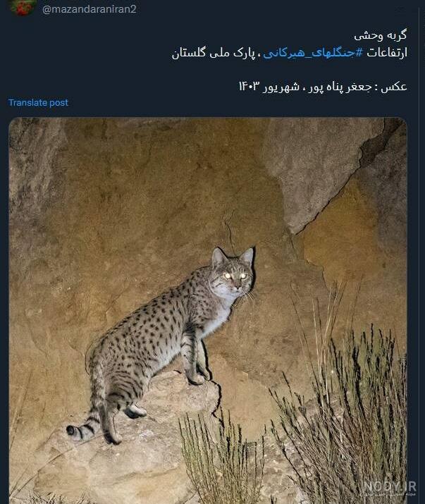 گربه جنگلی- حیوانات ایران - سفر در ایران