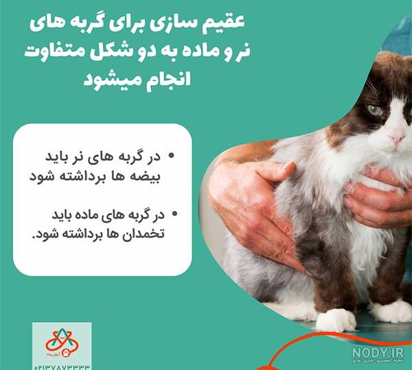 گربه های دوقلوی امریکایی با داشتن چشمان «هتروکروماتیک» جز - عکس ویسگون گربه های دوقلوی امریکایی با داشتن چشمان «هتروکروماتیک» جز - عکس ویسگون