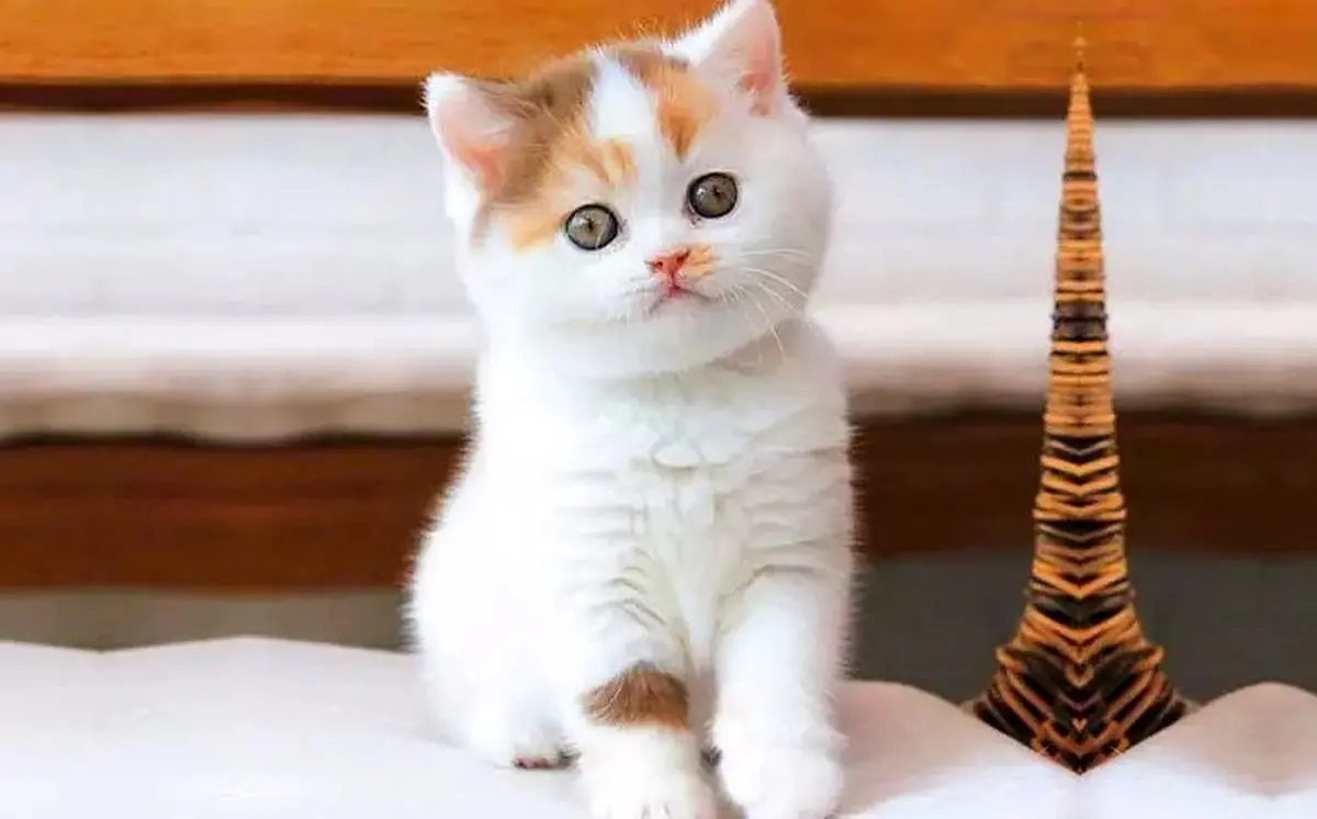 گربه سرا‎