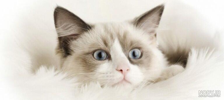 گربه نژاد رگدال (Ragdoll) چه ویژگی هایی دارد؟ قیمت خرید | جهان شیمی فیزیک