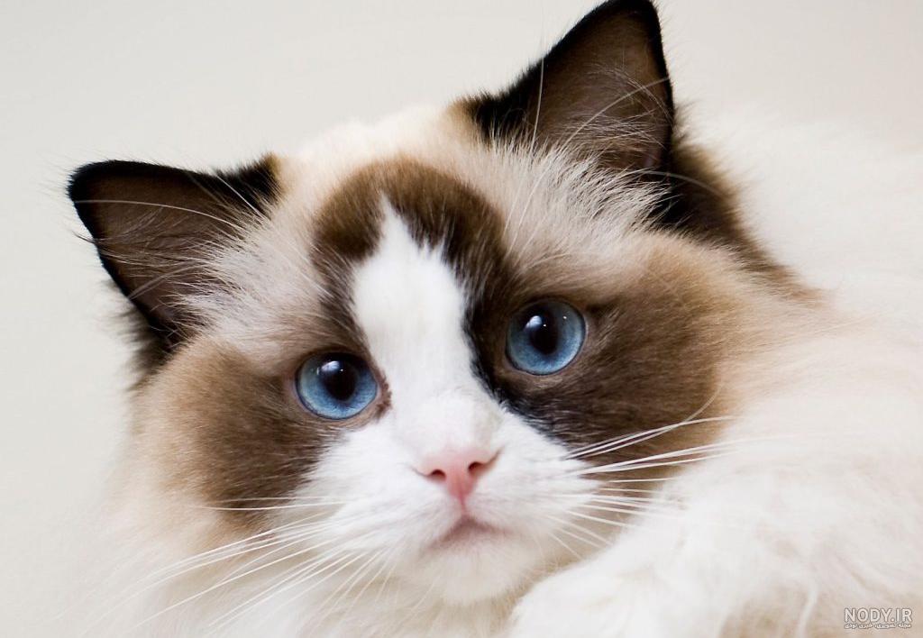 گربه نژاد رگدال (Ragdoll) چه ویژگی هایی دارد؟ قیمت خرید | جهان شیمی فیزیک گربه نژاد رگدال (Ragdoll) چه ویژگی هایی دارد؟ قیمت خرید | جهان شیمی فیزیک