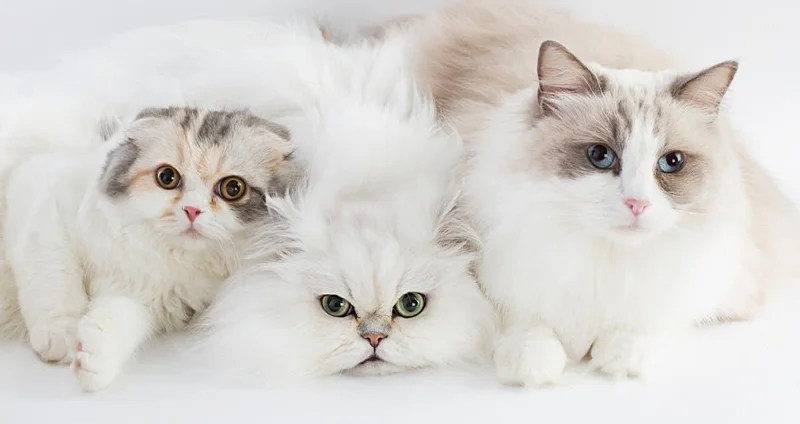 گربه نژاد رگدال (Ragdoll) چه ویژگی هایی دارد؟ قیمت خرید | جهان شیمی فیزیک گربه نژاد رگدال (Ragdoll) چه ویژگی هایی دارد؟ قیمت خرید | جهان شیمی فیزیک