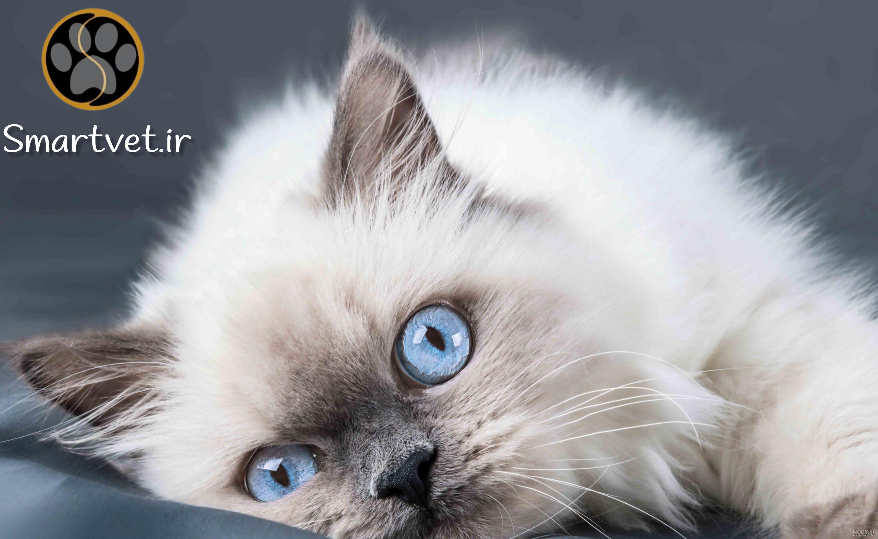 گربه نژاد رگدال (Ragdoll) چه ویژگی هایی دارد؟ قیمت خرید | جهان شیمی فیزیک