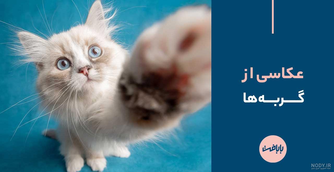 گربه در ژست های تبلیغاتی عکس با کیفیت عکس با کیفیت و وکتور لایه باز پارس  استاک | شاتر استوک پارسی