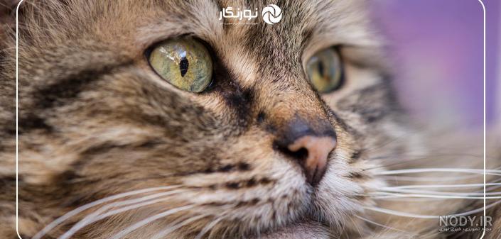 گربه ژست مجموعه ای از حیوانات خانگی زیبا نشسته یا دروغ 1658786