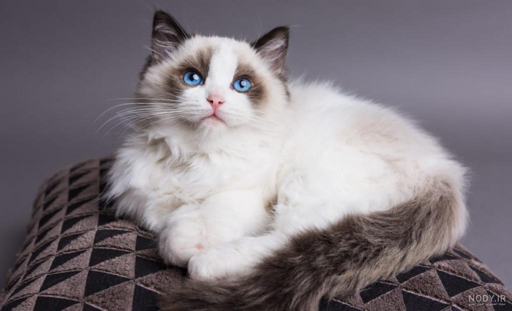 گربه ی رگدال - تستچی گربه ی رگدال - تستچی