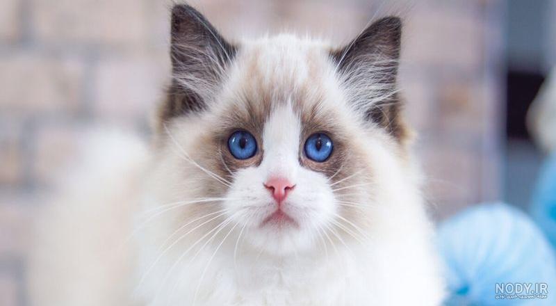 یک بچه گربه ناز Ragdoll در اتاق خواب بین ورق ها و تشک جمع شده است گربه چشم آبی کوچک با چهره ای نامرتب به دوربین نگاه می کند 1458898 یک بچه گربه ناز Ragdoll در اتاق خواب بین ورق ها و تشک جمع شده است گربه چشم آبی کوچک با چهره ای نامرتب به دوربین نگاه می کند 1458898