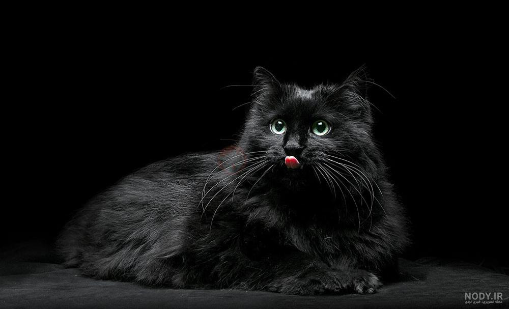 ۴۰ عکس گربه کیوت و ملوس ۱۴۰۳ برای پروفایل و عکس گربه باکیفیت برای بکگراند و