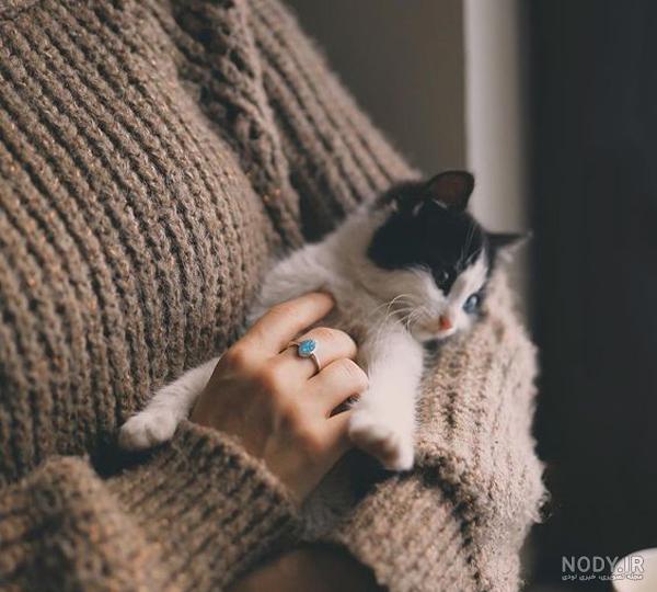 ۶۲ عکس پروفایل گربه های بامزه و دوست داشتنی
