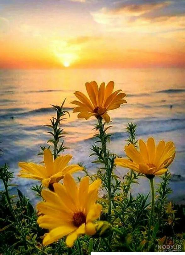 عکس خفن عکس گل و منظره زیبا برای پروفایل