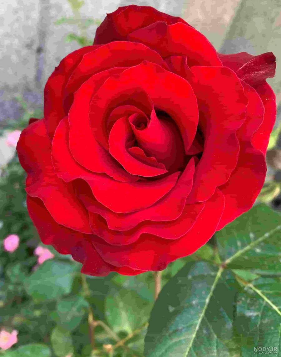 عکس خفن عکس گل و منظره زیبا برای پروفایل