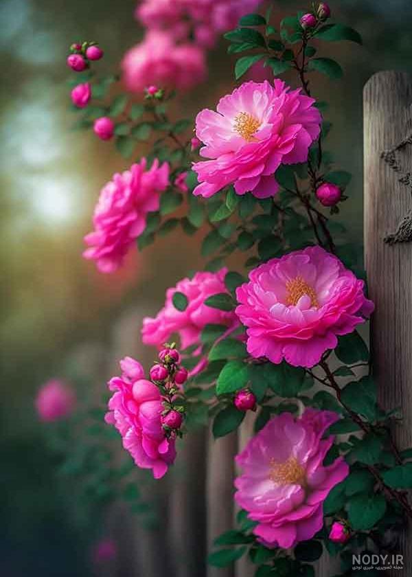 عکس خفن عکس گل و منظره زیبا برای پروفایل