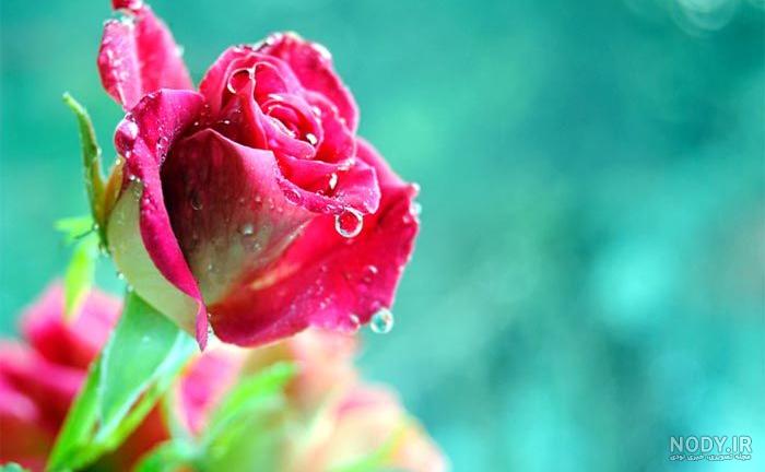 عکس خفن عکس گل و منظره زیبا برای پروفایل