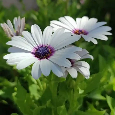 عکس خفن عکس گل و منظره زیبا برای پروفایل