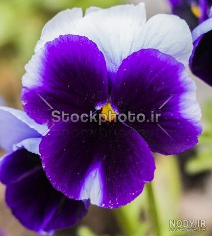 عکس خفن عکس گل و منظره زیبا برای پروفایل