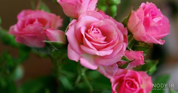 عکس خفن عکس گل و منظره زیبا برای پروفایل