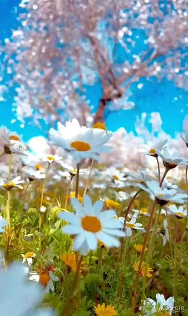 عکس خفن عکس گل و منظره زیبا برای پروفایل