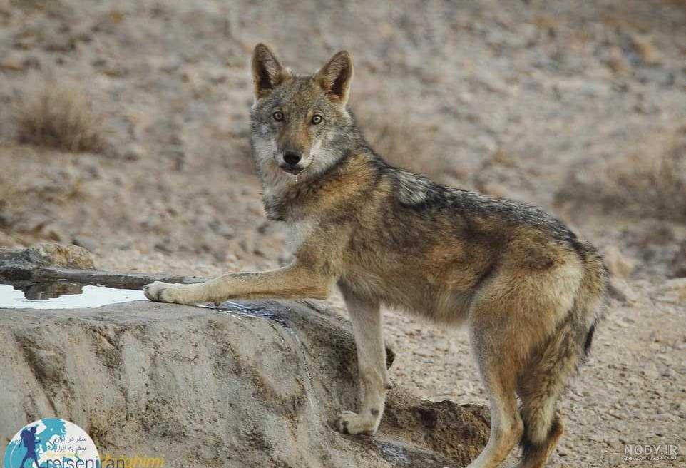 عکس گرگ سیاه واقعی