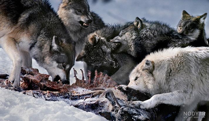عکس خفن عکس گرگ واقعی در ایران
