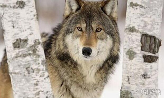 عکس گرگ سیاه واقعی