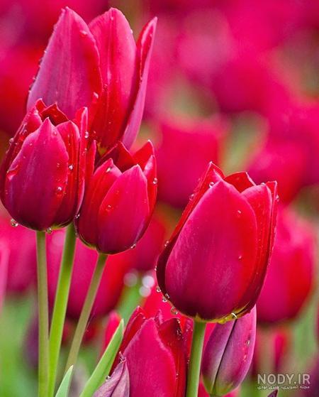 عکس خفن عکس گل و منظره زیبا برای پروفایل